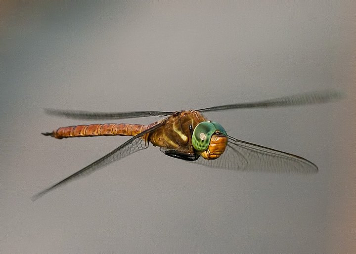 ORSO7927-Edit.jpg - [it]Aeshna isosceles (M)[en]Green-eyed Hawker or Norfolk Hawker (Aeshna isosceles) (M)