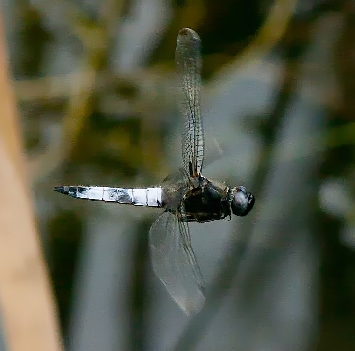 ORSO8326-Edit.jpg - [it]Libellula depressa (M)[en]Broad-bodied Chaser (Libellula depressa) (M)