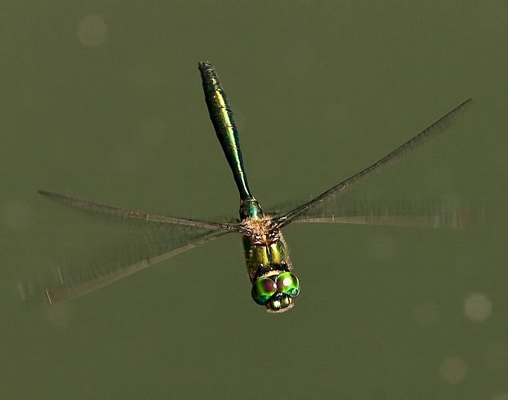 ORSO8515-Edit.jpg - [it]Somatochlora metallica (M)[en]Brilliant Emerald (Somatochlora metallica) (M)