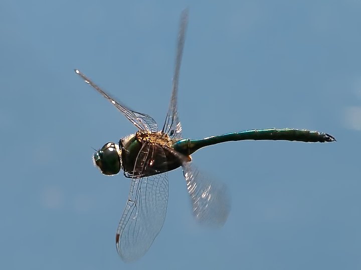 ORSO8518.jpg - [it]Somatochlora metallica (M)[en]Brilliant Emerald (Somatochlora metallica) (M)