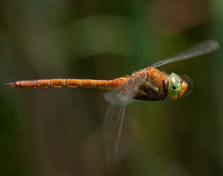 ORSO8778-Edit.jpg - [it]Aeshna isosceles[en]Green-eyed Hawker or Norfolk Hawker (Aeshna isosceles)