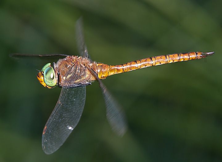 ORSO8846.jpg - [it]Aeshna isosceles (M)[en]Green-eyed Hawker or Norfolk Hawker (Aeshna isosceles) (M)