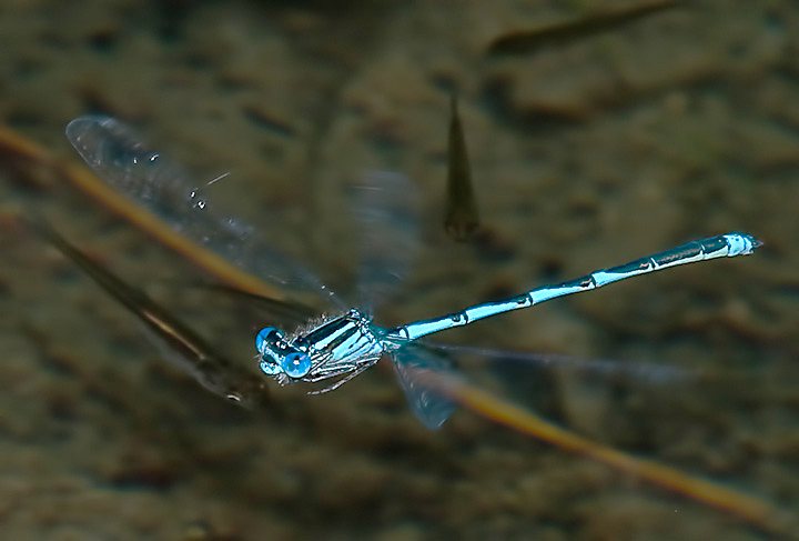 ORSO9091-Edit.jpg - [it]Coenagrion puella[en]Azure Damselfly (Coenagrion puella)