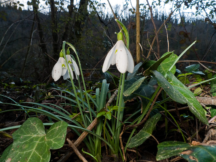 P1080676.jpg - [it]Bucaneve (Galanthus nivalis)[en]Common snowdrop (Galanthus nivalis)
