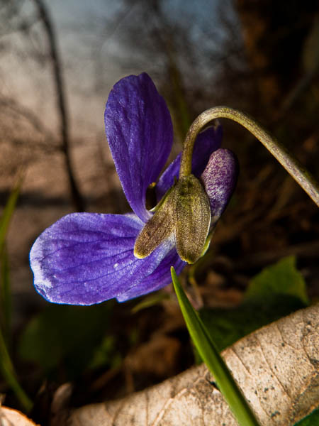P1080816.jpg - [it]Viola mammola (Viola odorata)[en]Violet (Viola odorata)