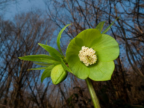 P1080934.jpg - [it]Elleboro verde (Helleborus viridis)[en]Green hellebore or bear's-foot (Helleborus viridis)
