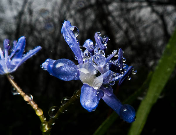 P1090065.jpg - [it]Scilla silvestre (Scilla bifolia)[en]Scilla bifolia