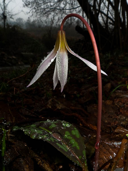 P1090137.jpg - [it]Dente di cane (Erythronium dens-canis)[en]Dog's tooth violet (Erythronium dens-canis)