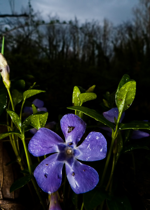 P1090406-Edit.jpg - [it]Pervinca minore (Vinca minor)[en]Common perriwinkle (Vinca minor)