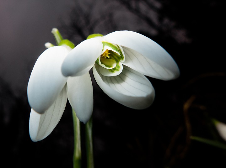 P1090612.jpg - [it]Bucaneve (Galanthus nivalis)[en]Common snowdrop (Galanthus nivalis)