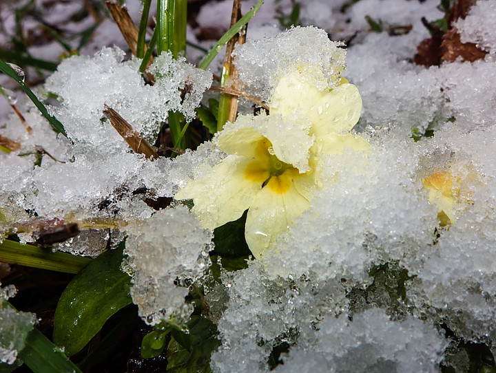 P1090649.jpg - [it]Primula comune (Primula vulgaris)[en]Primrose (Primula vulgaris)