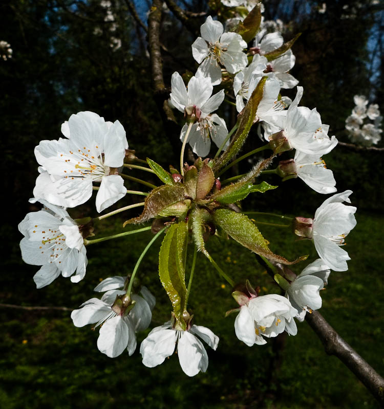 P1090999.jpg - [it]Ciliegio (Prunus avium)[en]Wild Cherry (Prunus avium)