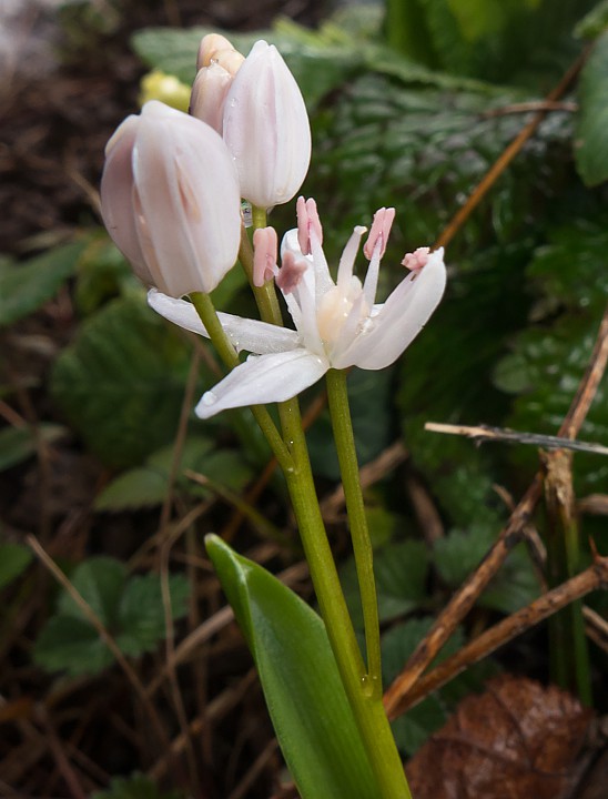 P1100209.jpg - [it]Scilla silvestre (Scilla bifolia)[en]Scilla bifolia