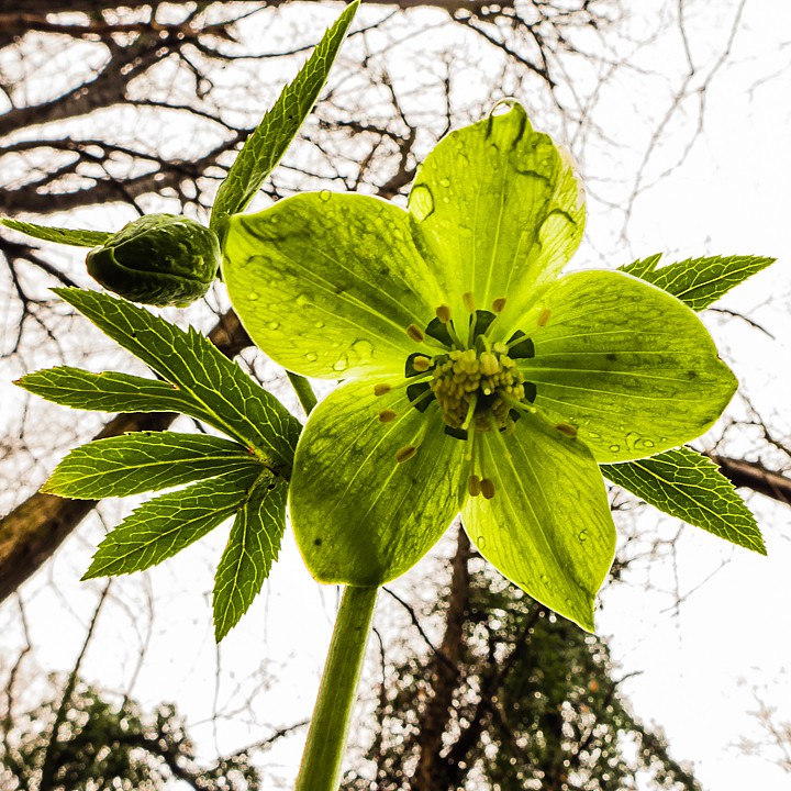 P1100625.jpg - [it]Elleboro verde (Helleborus viridis)[en]Green hellebore or bear's-foot (Helleborus viridis)
