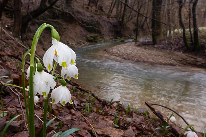 P1100668.jpg - [it]Campanellino (Leucojum vernum)[en]Spring Snowflake (Leucojum vernum)