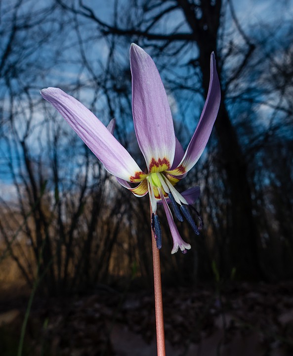 P1100927.jpg - [it]Scilla silvestre (Scilla bifolia)[en]Scilla bifolia