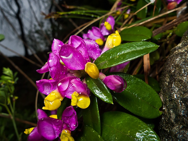 P1260936.jpg - [it]Poligala falso-bosso (Polygala chamaebuxus)[en]Shrubby milkwort (Polygala chamaebuxus)