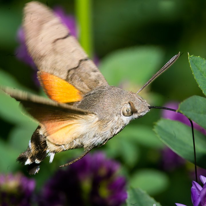 IMGP1051.jpg - [it]Sfinge del galio o sfinge colibrì (Macroglossum stellatarum)[en]Hummingbird Hawk-moth (Macroglossum stellatarum)