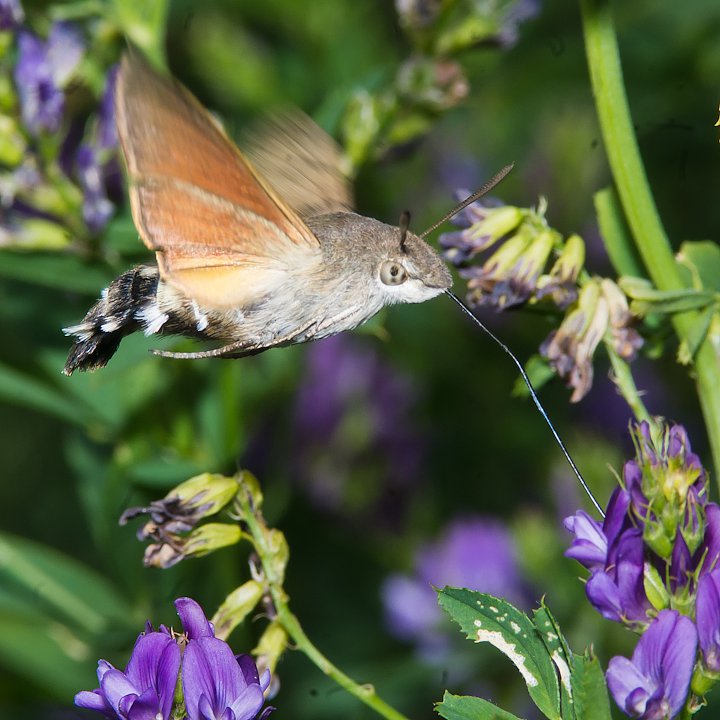 IMGP1188.jpg - [it]Sfinge del galio o sfinge colibrì (Macroglossum stellatarum)[en]Hummingbird Hawk-moth (Macroglossum stellatarum)