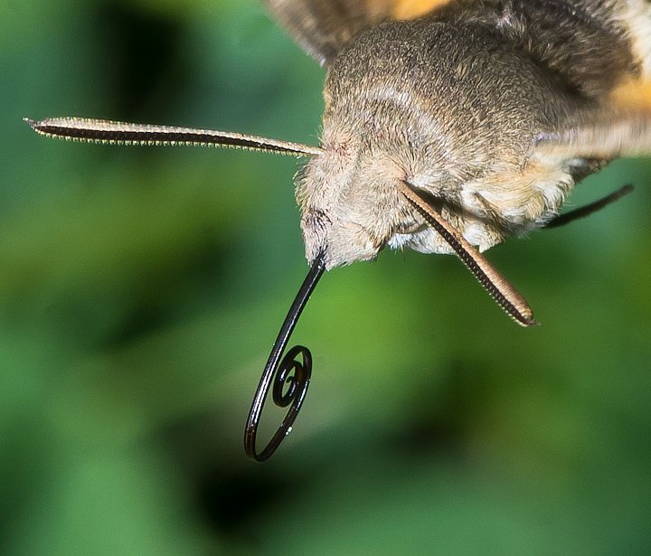 IMGP1197.jpg - [it]Sfinge del galio o sfinge colibrì (Macroglossum stellatarum)[en]Hummingbird Hawk-moth (Macroglossum stellatarum)