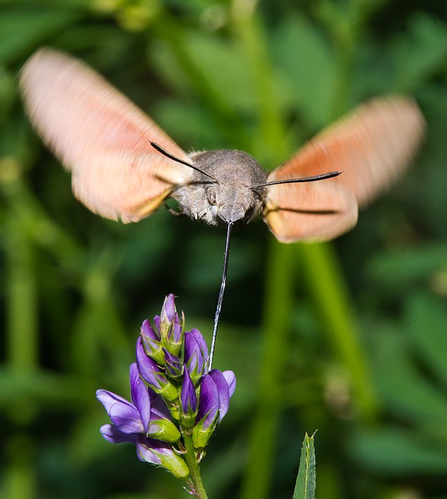IMGP1250.jpg - [it]Sfinge del galio o sfinge colibrì (Macroglossum stellatarum)[en]Hummingbird Hawk-moth (Macroglossum stellatarum)