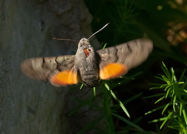 IMGP7674.jpg - [it]Sfinge del galio o sfinge colibrì (Macroglossum stellatarum)[en]Hummingbird Hawk-moth (Macroglossum stellatarum)