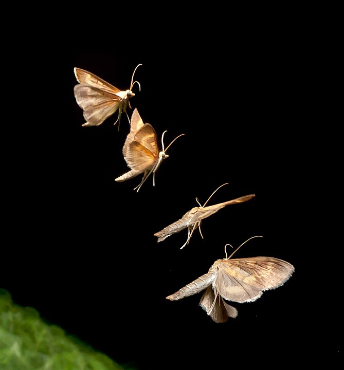 P1320837.jpg - [it]Flash stroboscopico (Pentax FTZ500), intervallo 1/16 secondo[en]Strobo flash (Pentax FTZ500), 1/16 s interval