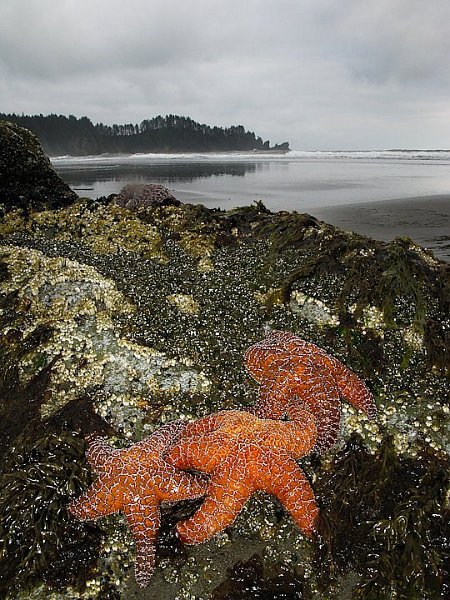 IMG_3939.jpg - [it]Second Beach, Washington[en]Second Beach, Washington