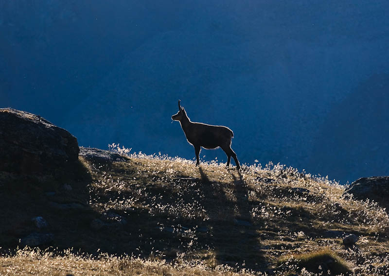 IMGP8839.jpg - [it]camoscio[en]chamois