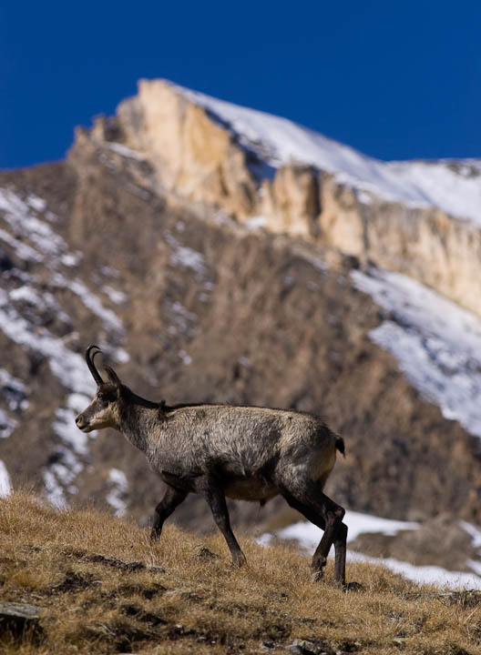 IMGP8911.jpg - [it]camoscio stranamente grigio, forse in muta. il pelo diventa quasi nero in inverno per scaldarsi meglio al sole[en]An unusually "grey" chamois. In autumn and winter the chamois become almost black to get better heating from sun