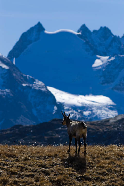 IMGP8913.jpg - [it]camoscio, sullo sfondo le Punte patrì[en]chamois, in the background the Punte Patrì