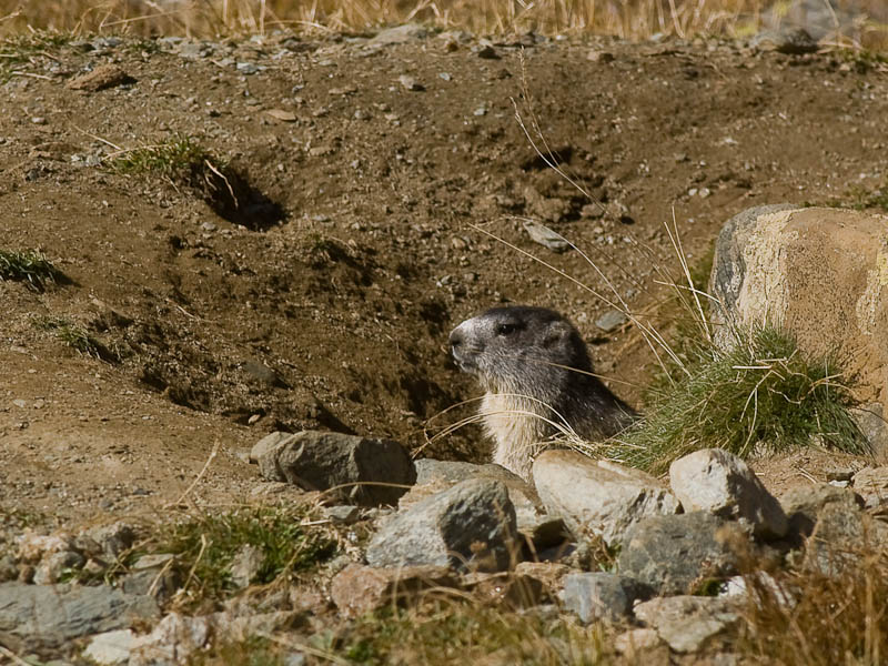 IMGP8938.jpg - [it]marmotta[en]marmot