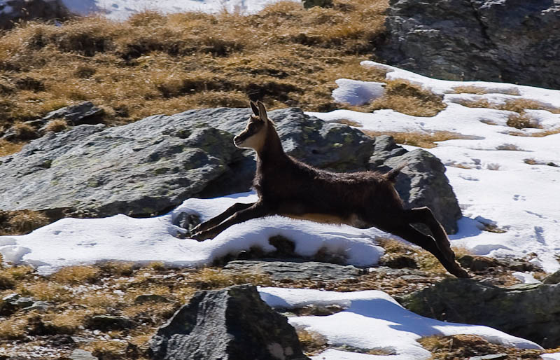 IMGP8989.jpg - [it]giovane camoscio[en]young chamois