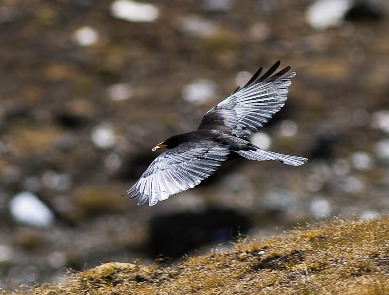 IMGP9038.jpg - [it]gracchio alpino[en]alpine chough