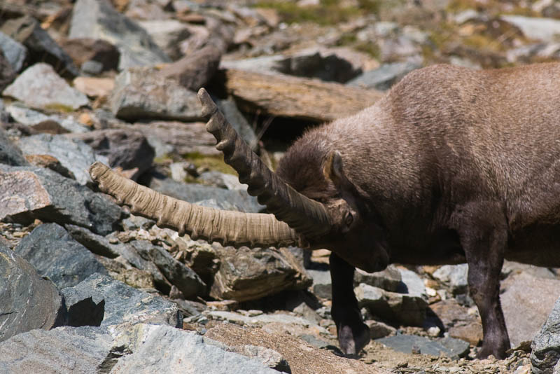 IMGP9079.jpg - [it]stambecco maschio che sistema il materasso[en]male ibex digging, looking for more comfort