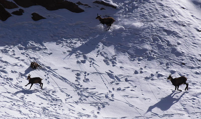 IMGP9095.jpg - [it]il giovane in alto a sinistra si sta rialzando dopo un'involontaria capriola[en]the young on the left is quickly recovering after a rollover while running