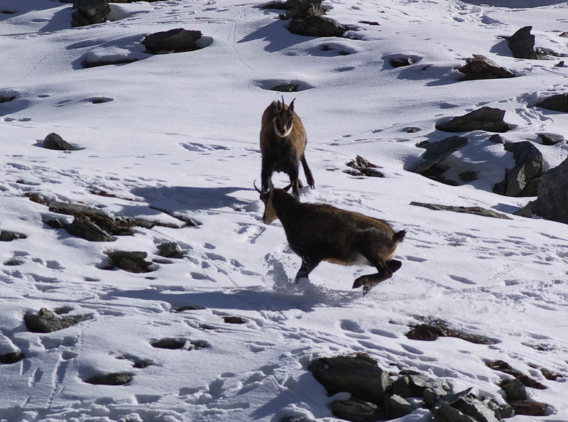 IMGP9101.jpg - [it]un po' di nervosismo tra maschi, è quasi la stagione degli amori[en]some tension between 2 males, mating season is approaching