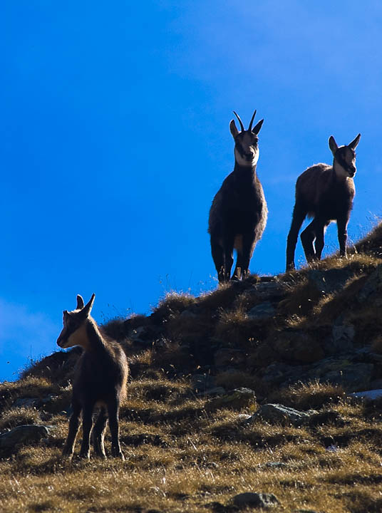 IMGP9138.jpg - [it]camoscio, femmina con due piccoli dell'anno[en]chamois, female with two young, about 6 months old