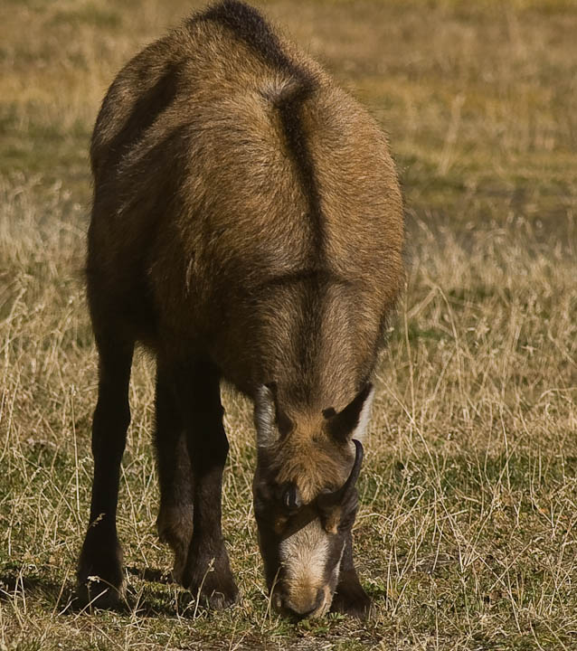 IMGP9148.jpg - [it]l'unicorno con la caratteristica criniera invernale del camoscio maschio[en]chamois with a broken horn showing the typical winter mane of males