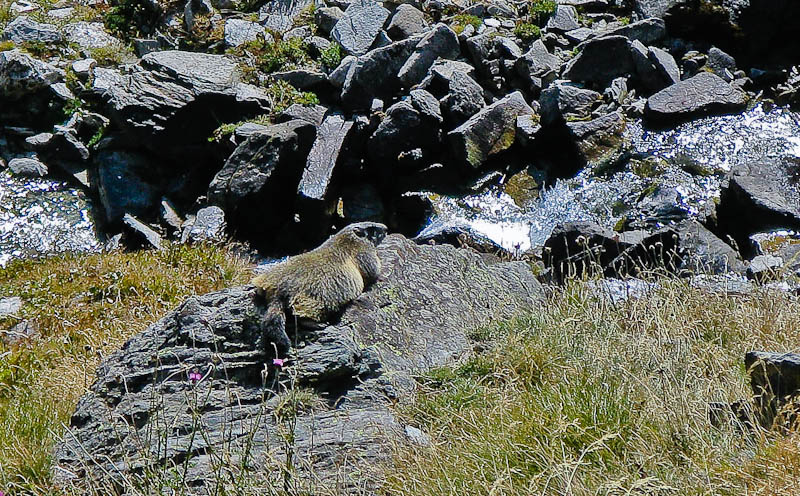 IMG_2149.jpg - [it]una marmotta poco sotto il rifugio[en]a marmot basking in the sun near the refuge