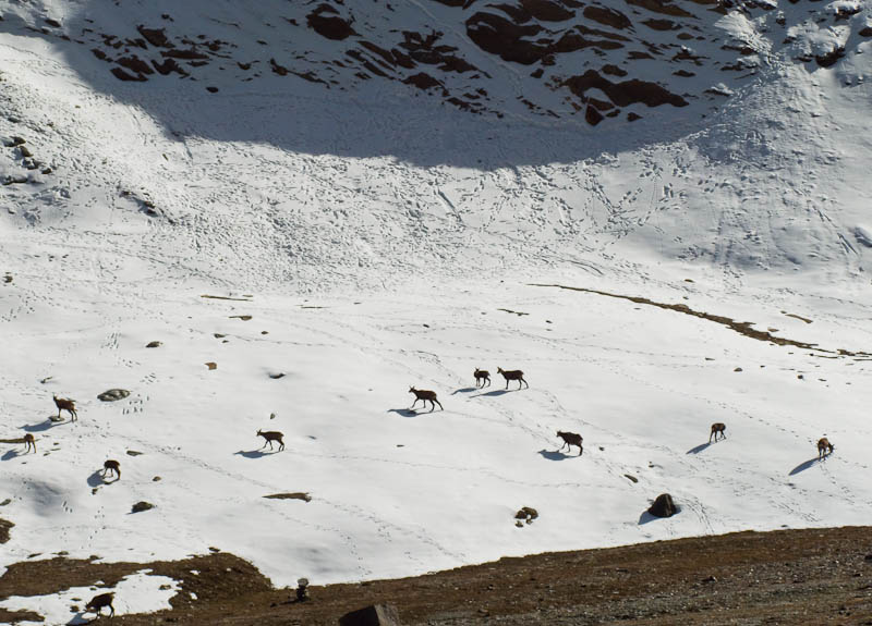 IMG_2233.jpg - [it]camosci[en]chamois