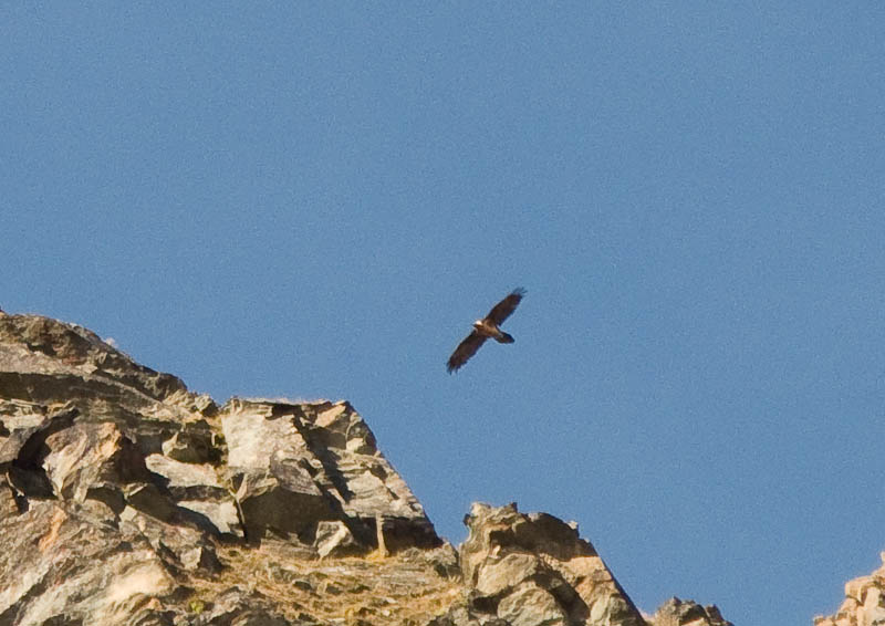 IMG_2242.jpg - [it]Gipeto o avvoltoio degli agnelli. Grande più di un'aquila reale, 280 cm di apertura alare, 5-7 kg. Reintrodotto con successo in tempi recenti dopo essere stato sterminato a inizio secolo in quanto ritenuto erroneamente predatore di greggi. Si nutre solo di ossa; se troppo grandi, le porta in volo e le fa cadere sulle rocce per romperle. Il petto è bianco, ma diventa arancio perché il gipeto si sfrega nella sabbia.[en]Bearded Vulture, A bird bigger than a golden eagle (280 cm wingspan, 5-7 kg). Exterminated in the Alps at the beginning of 19th century since was mistakenly believed preying lambs, while it's a bone eater. To break big bones, it flies with them and let them fall on the rocks. The typical orange body is due to sand baths: feathers are white. Succesfully reintroduced in recent years in all the Alps thanks to an international program