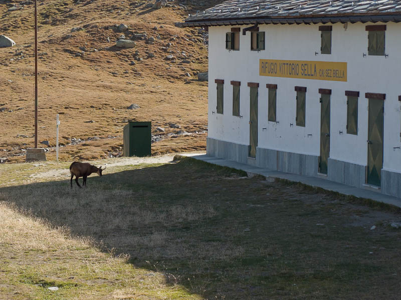 IMG_2246.jpg - [it]camoscio sotto le finestre del rifugio invernale[en]chamois just in front of the windows of winter refuge
