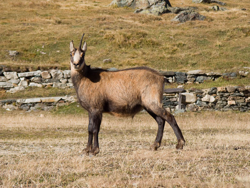 IMG_2256.jpg - [it]il favoloso unicorno[en]the fabulous unicorn