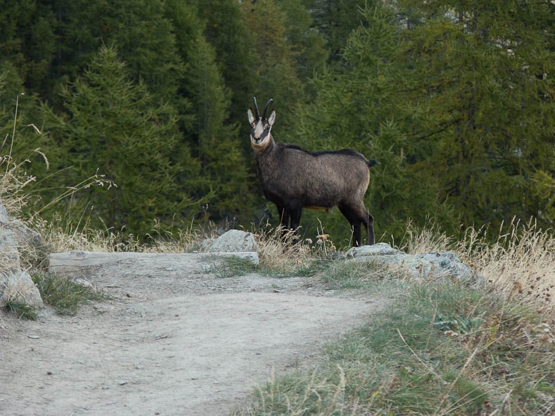 IMG_2264.jpg - [it]l'ultimo camoscio sulla via del ritorno[en]just another chamois on the way back