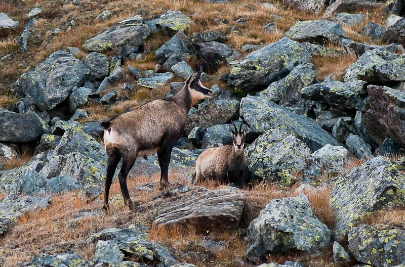 IMGP0468.jpg - [it]Due camosci sempre nel vallone del Lauson.[en]chamois in the Lauson Valley