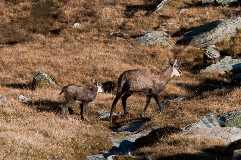 IMGP0502.jpg - [it]camoscio femmina con piccolo dell'anno.[en]chamois, female with baby (6 months old)