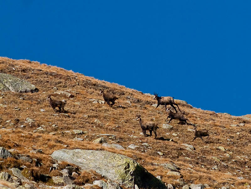 IMGP0507.jpg - [it]Fuga di camosci, il motivo nella foto seguente.[en]chamois running, the reason in the following picture