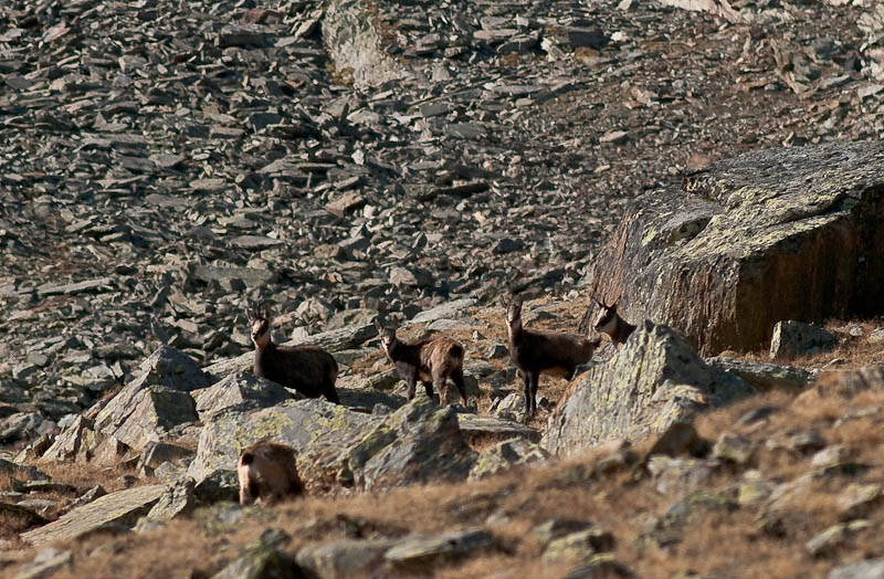 IMGP0512.jpg - [it]camosci un po' ovunque.[en]chamois everywhere