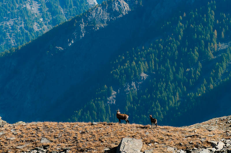 IMGP0517.jpg - [it]altro camoscio femmina con piccolo[en]chamois, female with baby